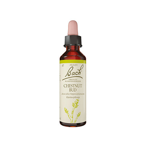 Bach Originale Blomsterremedier Bach Kastanieknop
