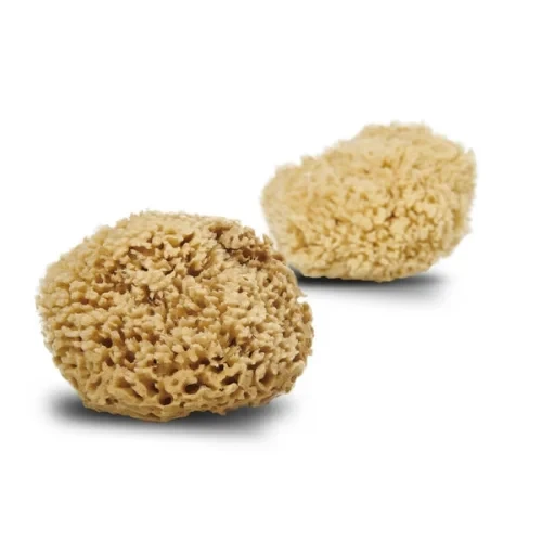 Cocoon Natursvamp Honey Wool 13-14 Cm Stk